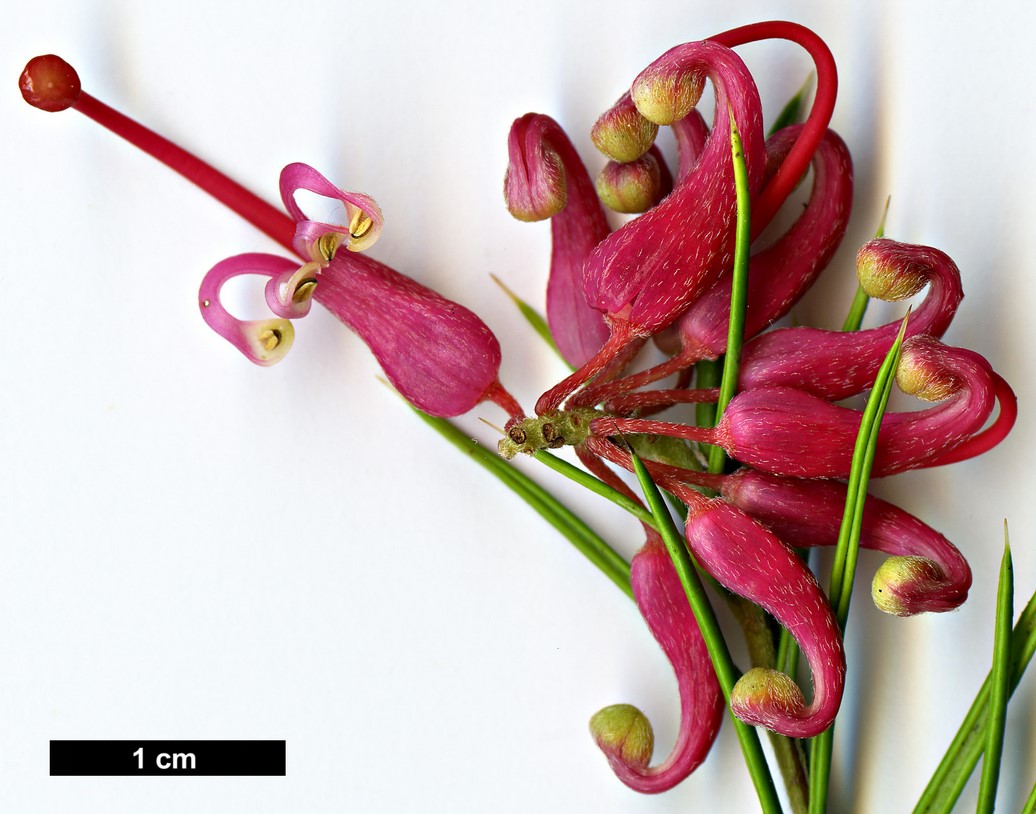 High resolution image: Family: Proteaceae - Genus: Grevillea - Taxon: 'Olympic Flame'